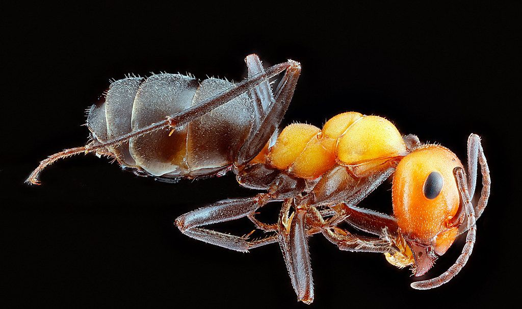 Ant Control service in Michigan City, IN