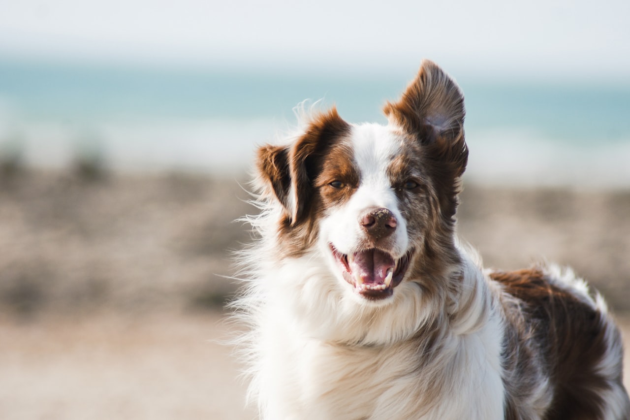 Flea & Tick Control service in Michigan City, IN