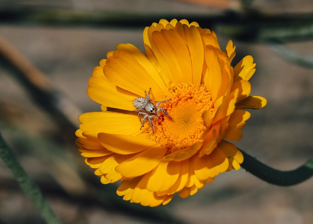 Spider Control service in Michigan City, IN